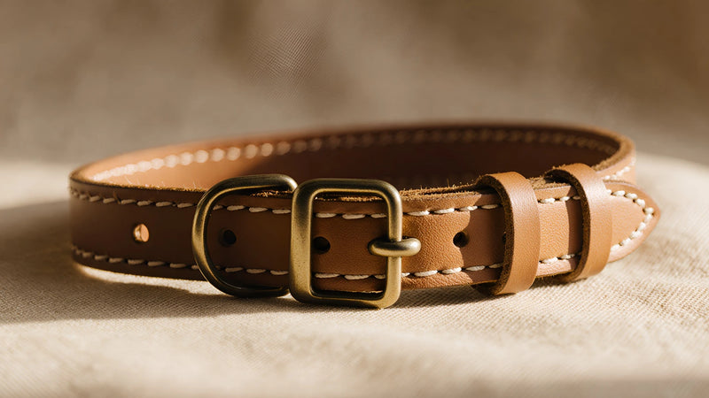 ai-collection-entry-close-category-collars